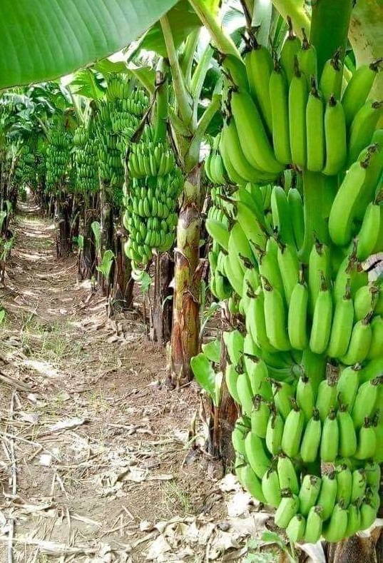 bananas HAF