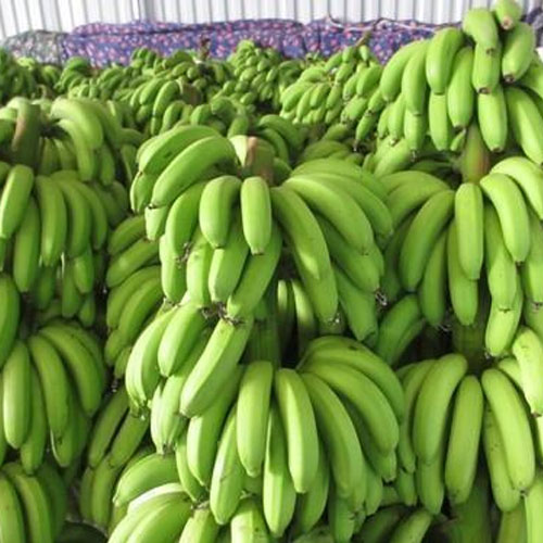 cavendish-banana HAF