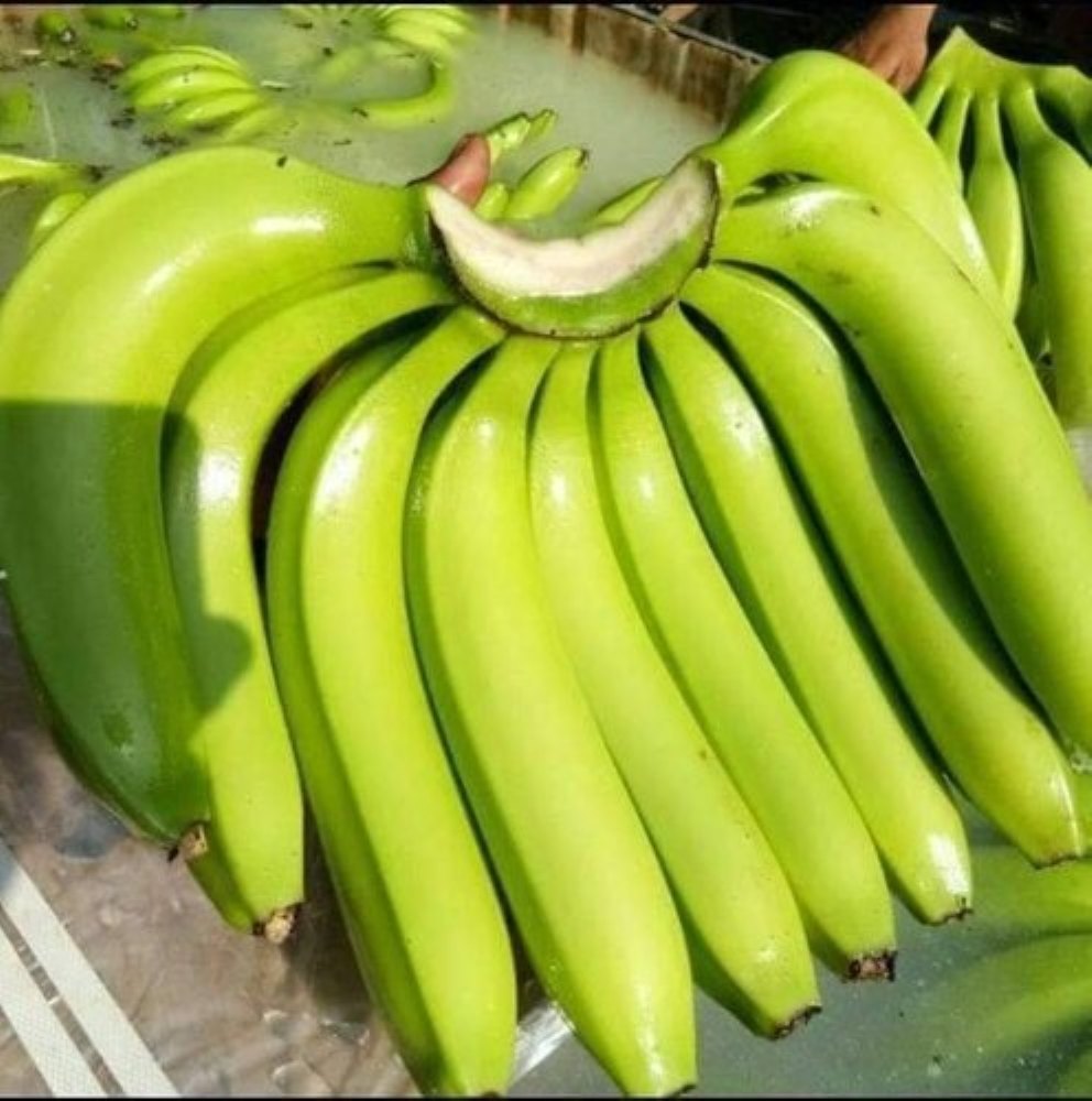 fresh-green-banana
