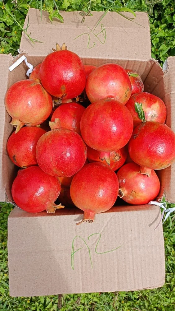fresh-pomegranate-1000x1000